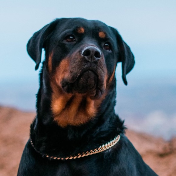 Meet your Posher, Kyle - Picture 1 of 1